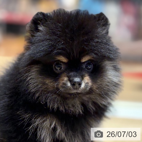 ポメラニアンの写真