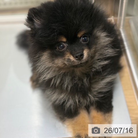 大阪府のポメラニアン (ペットプラス イオン大日店/2026年5月1日生まれ/女の子/ブラックタン)の子犬の4枚目の画像