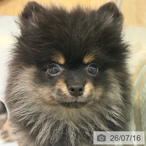 大阪府のポメラニアン (ペットプラス イオン大日店/2026年5月1日生まれ/女の子/ブラックタン)の子犬の3枚目の画像