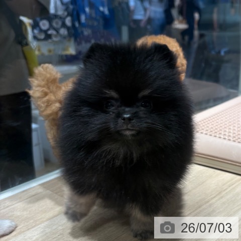 ポメラニアンの写真