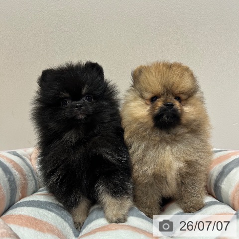 兵庫県のポメラニアン (ペットプラス 神戸三宮店/2026年4月19日生まれ/男の子/ブラックタン)の子犬の3枚目の画像