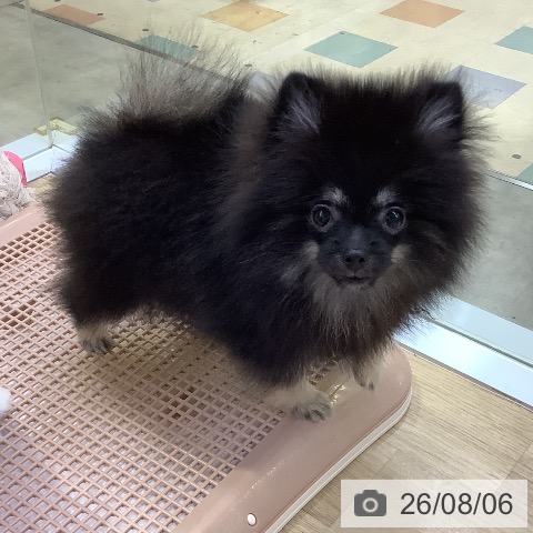 兵庫県のポメラニアン (ペットプラス 明石店/2026年4月19日生まれ/男の子/ブラックタン)の子犬の4枚目の画像