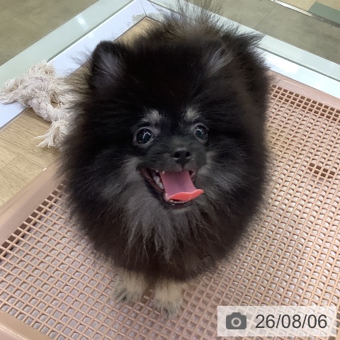 兵庫県のポメラニアン (ペットプラス 明石店/2026年4月19日生まれ/男の子/ブラックタン)の子犬の3枚目の画像