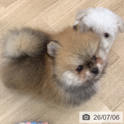 大阪府のポメラニアン (ペットプラス りんくう泉南店/2026年5月2日生まれ/男の子/オレンジ)の子犬の3枚目の画像