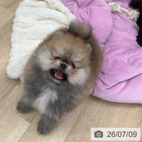 大阪府のポメラニアン (ペットプラス りんくう泉南店/2026年5月2日生まれ/男の子/オレンジ)の子犬の3枚目の画像