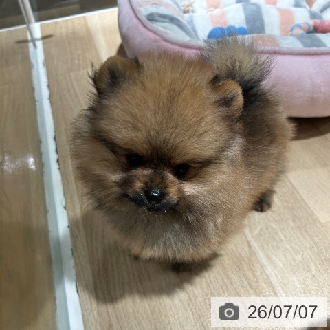 兵庫県のポメラニアン (ペットプラス 神戸三宮店/2026年5月2日生まれ/女の子/オレンジ)の子犬の4枚目の画像