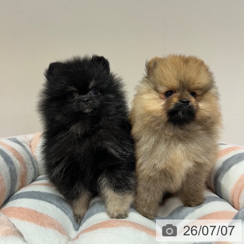 兵庫県のポメラニアン (ペットプラス 神戸三宮店/2026年5月2日生まれ/女の子/オレンジ)の子犬の3枚目の画像