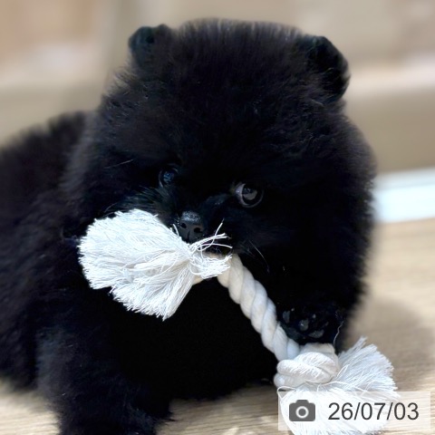 ポメラニアンの写真