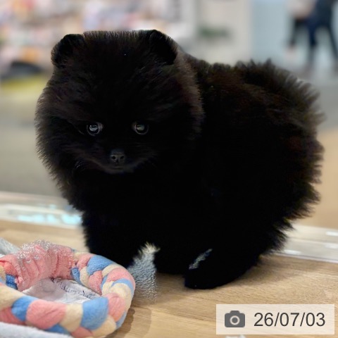 ポメラニアンの写真