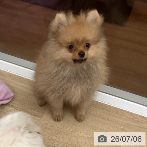 大阪府のポメラニアン (ペットプラス りんくう泉南店/2026年4月26日生まれ/男の子/オレンジ)の子犬の3枚目の画像