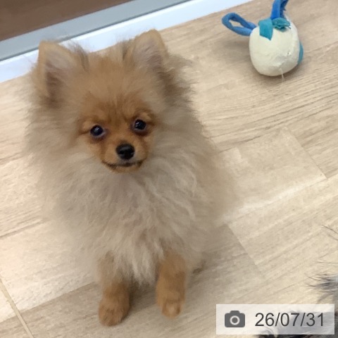 大阪府のポメラニアン (ペットプラス りんくう泉南店/2026年4月26日生まれ/男の子/オレンジ)の子犬の4枚目の画像