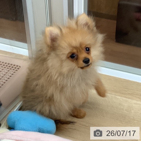 大阪府のポメラニアン (ペットプラス りんくう泉南店/2026年4月26日生まれ/男の子/オレンジ)の子犬の3枚目の画像