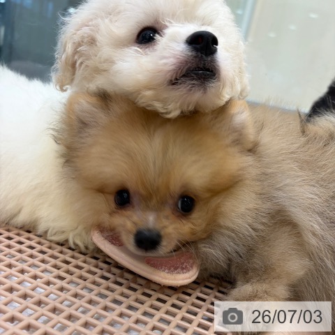 ポメラニアンの写真