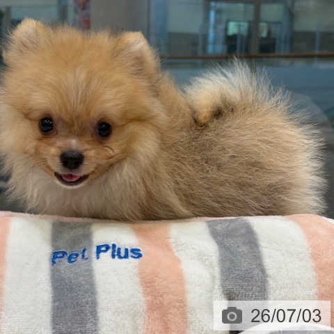 ポメラニアンの写真