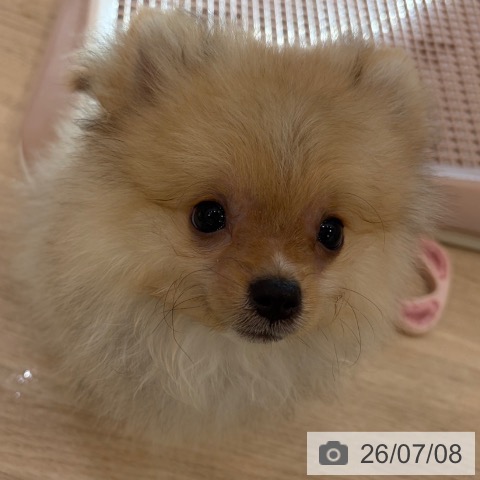 ポメラニアンの写真