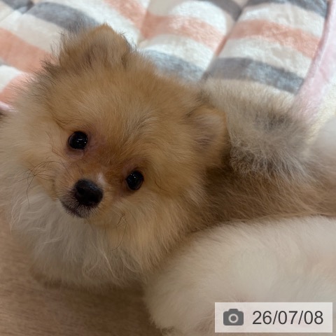 ポメラニアンの写真