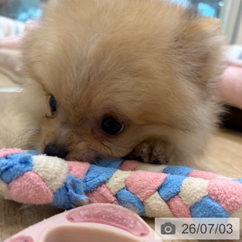 ポメラニアンの写真