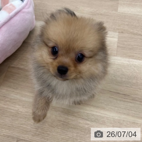 ポメラニアンの写真