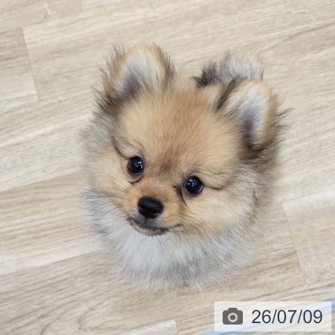 大阪府のポメラニアン (ペットプラス 松原店/2026年4月26日生まれ/男の子/オレンジ)の子犬の3枚目の画像