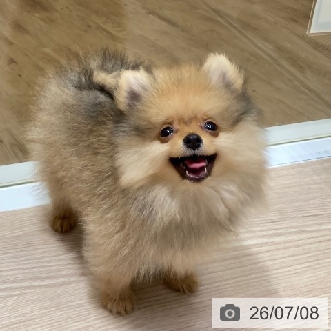 ポメラニアンの写真