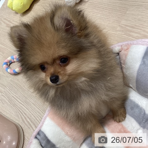大阪府のポメラニアン (ペットプラス 堺鉄砲町店/2026年4月26日生まれ/男の子/オレンジ)の子犬の4枚目の画像