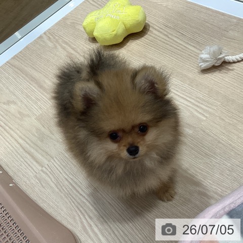 大阪府のポメラニアン (ペットプラス 堺鉄砲町店/2026年4月26日生まれ/男の子/オレンジ)の子犬の3枚目の画像