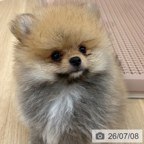 京都府のポメラニアン (ペットプラス 久御山店/2026年4月27日生まれ/男の子/オレンジ)の子犬の4枚目の画像