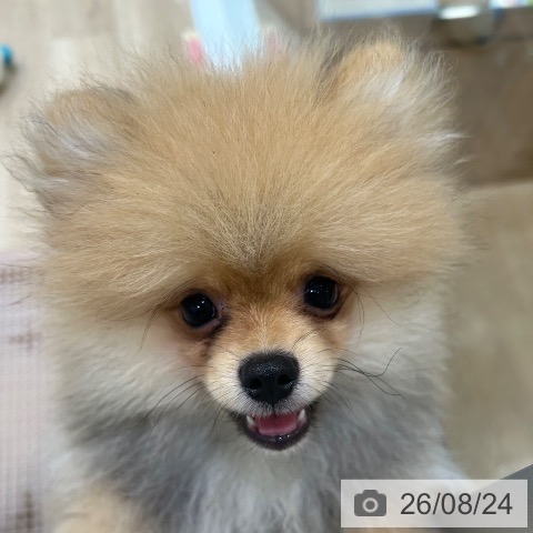 ポメラニアンの写真
