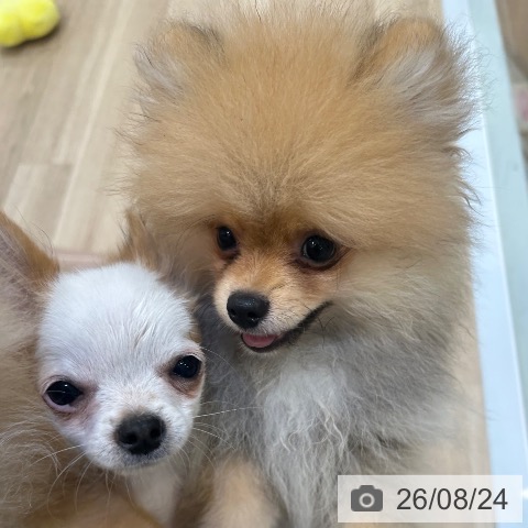 ポメラニアンの写真