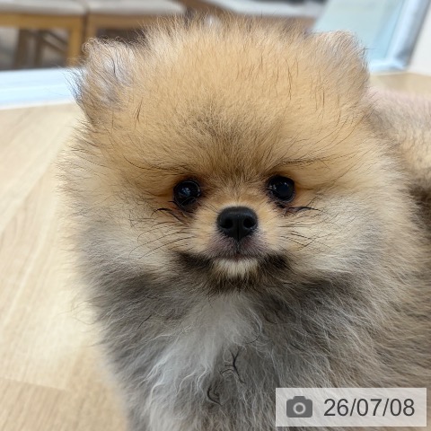 京都府のポメラニアン (ペットプラス 久御山店/2026年4月27日生まれ/男の子/オレンジ)の子犬の3枚目の画像
