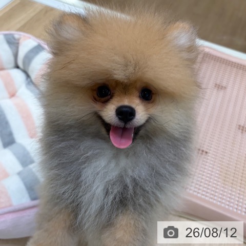 大阪府のポメラニアン (ペットプラス 堺北花田店/2026年4月27日生まれ/男の子/オレンジ)の子犬の4枚目の画像