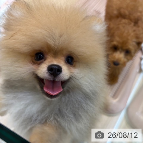 ポメラニアンの写真