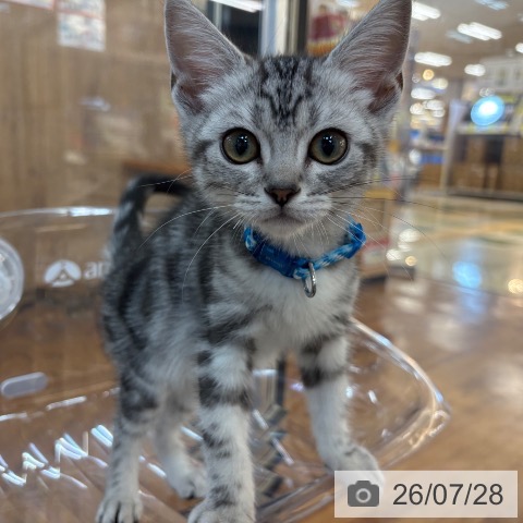 京都府のアメリカンショートヘアー (ペットプラス 久御山店/2026年4月26日生まれ/男の子/シルバータビー)の子猫の3枚目の画像