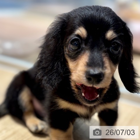 大阪府のカニンヘンダックスフンド(ロング) (ペットプラス イオン大日店/2026年4月24日生まれ/男の子/ブラックタン)の子犬の4枚目の画像