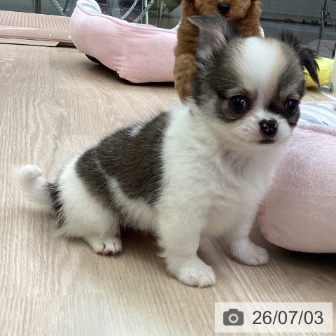 チワワの写真