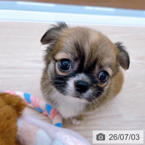チワワの写真
