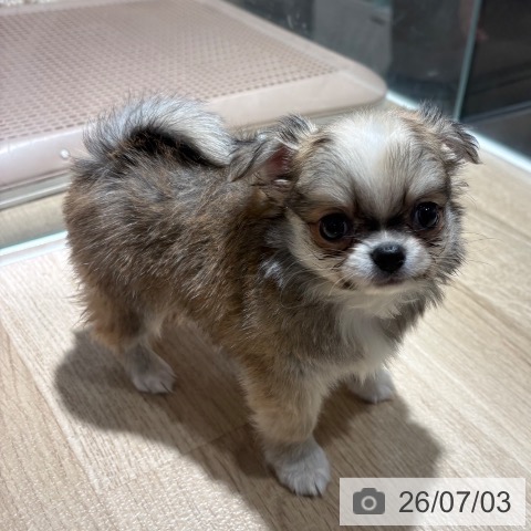 チワワの写真