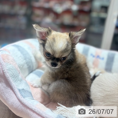 兵庫県のチワワ(ロング) (ペットプラス 神戸三宮店/2026年5月4日生まれ/男の子/レッドホワイト)の子犬の4枚目の画像