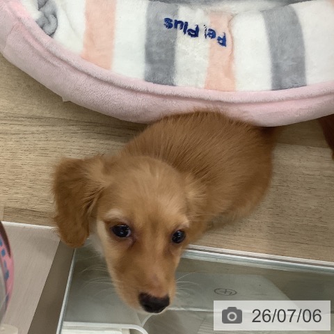 大阪府のカニンヘンダックスフンド(ロング) (ペットプラス りんくう泉南店/2026年5月3日生まれ/男の子/ゴールド)の子犬の3枚目の画像