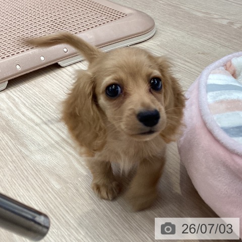 カニーンヘン・ダックスフンドの写真