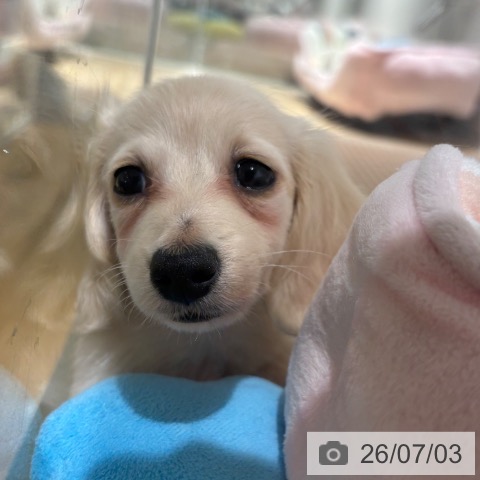 兵庫県のカニンヘンダックスフンド(ロング) (ペットプラス 神戸三宮店/2026年5月3日生まれ/女の子/イエロー)の子犬の3枚目の画像