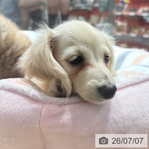 兵庫県のカニンヘンダックスフンド(ロング) (ペットプラス 神戸三宮店/2026年5月3日生まれ/女の子/イエロー)の子犬の4枚目の画像