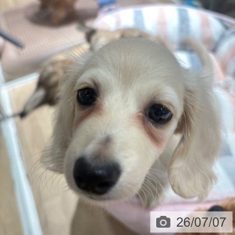 兵庫県のカニンヘンダックスフンド(ロング) (ペットプラス 神戸三宮店/2026年5月3日生まれ/女の子/イエロー)の子犬の3枚目の画像