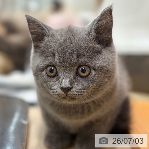 ブリティッシュショートヘアの写真