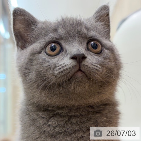 ブリティッシュショートヘアの写真