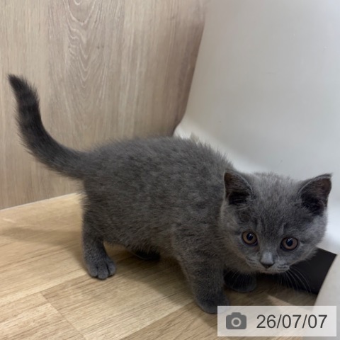 大阪府のブリティッシュショートヘアー (ペットプラス イオン大日店/2026年4月21日生まれ/女の子/ブルー)の子猫の4枚目の画像