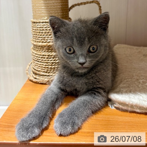 大阪府のブリティッシュショートヘアー (ペットプラス 鶴見店/2026年4月21日生まれ/男の子/ブルー)の子猫の4枚目の画像