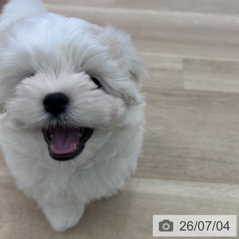マルチーズの写真