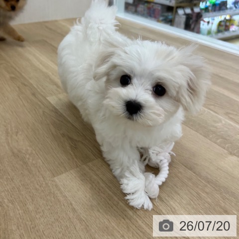 マルチーズの写真