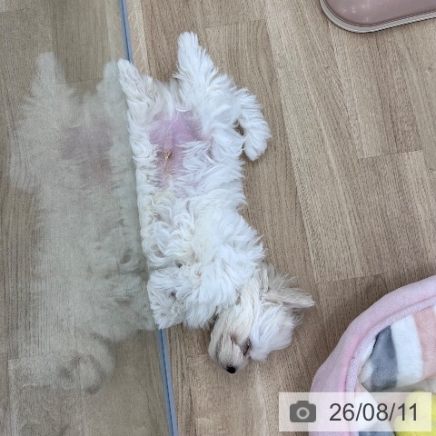 マルチーズの写真